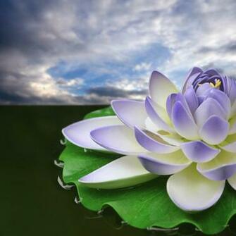 Beautiful Wallpaper Lotus HD