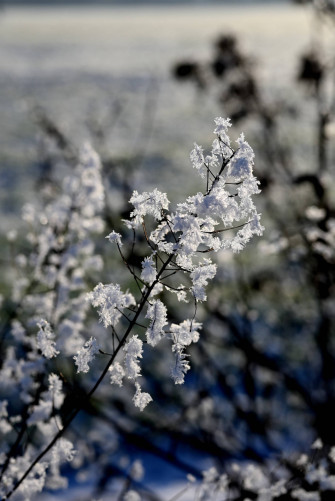 White Flower iPhone Wallpaper