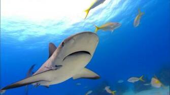 Shark Live Wallpaper Dowload