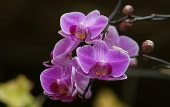 Pink Orchids Wallpaper