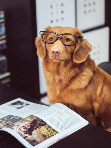 30k Dog Glasses Pictures Image
