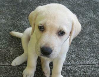 Yellow Labrador Retriever Puppies