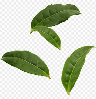 Organic Pu Er Tea Leaves Black Leaf Png Image With