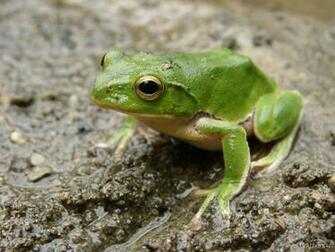 Merry Frogs Screensaver
