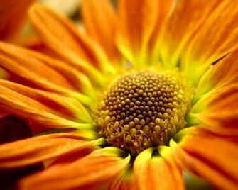 Beautiful Flower Wallpaper