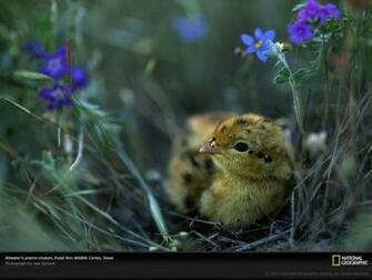 National Geographic Wallpaper Flowers Weddingdressin