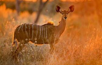 Wallpaper Grass Savannah Africa Botswana Antelope Kudu Image