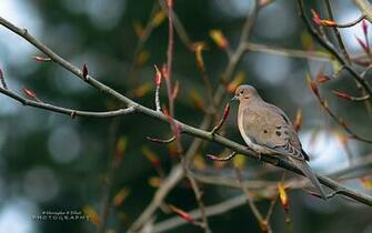 Pacific Northwest Bird Photography Wallpaper Animal