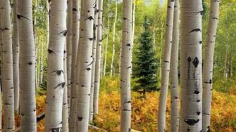 Of Aspens And Envy Dauntless Grace Ministries