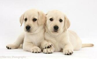 Yellow Labrador Retriever Puppy HD Wallpaper