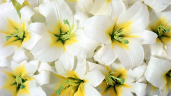 Pure White Lilies Wallpaper