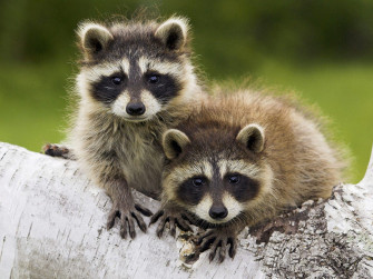 Cute Baby Animal HD Wallpaper