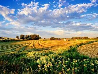 Yellow Fields Light Blue Skies Summers Jane Wallpaper