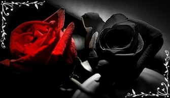 Blood Rose And Black