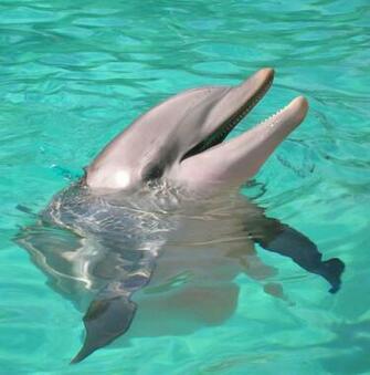 Desktop Background For Mac Dolphins