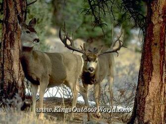 Mule Deer Wallpaper