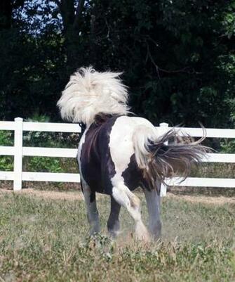 Gypsy Vanner Horse Wallpaper Beautiful Horses