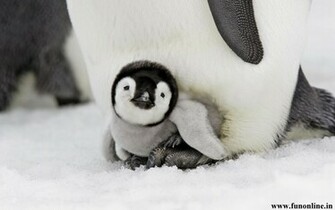 Penguin Wallpaper Cute Bird Penguins HD