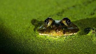 Toad Wallpaper Wallpoper