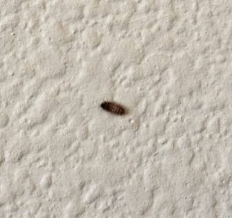How Common Are Carpet Beetles At Jill Sapp Wallpaper