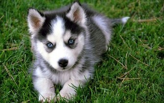 Siberian Husky Desktop Wallpaper