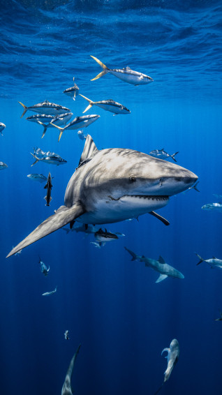 Shark Wallpaper HD iPhone