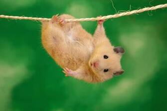 Mouse Wallpaper Baltana