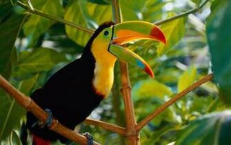 Birds Wallpaper Quoteko