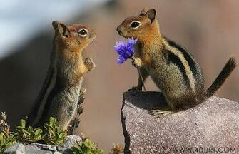 Valentine S Day Animal Wallpaper