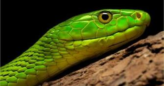 Eastern Green Mamba Wallpaper Background
