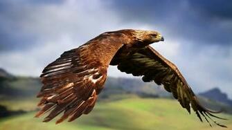 Bird Of Prey Wallpaper