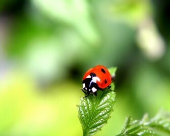 Lady Bug On Leaf Google Skins Background