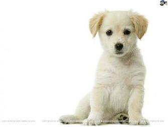 Dogs Wallpaper