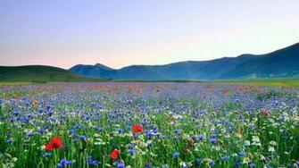 Beautiful Flower Meadow
