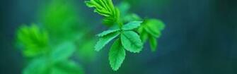 Spring Leaves iPhone Panoramic Wallpaper iPad