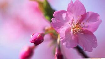 Cherry Blossom Floral Flower New Year Hoa Dao