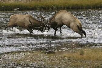Elk Territory Graphics Code Bull Comments Pictures