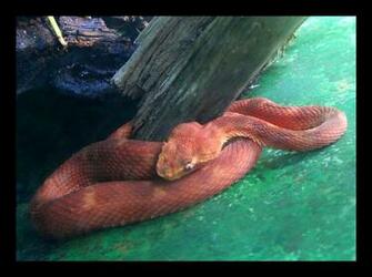 Eyelash Viper By Meihua