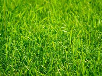 Cars Grass HD Wallpaper Color Palette Tags Car Pictures