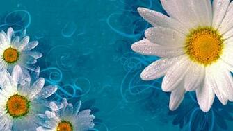 Daisy Wallpaper