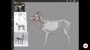Animal Anatomy Naturalist Illustration With Procreate