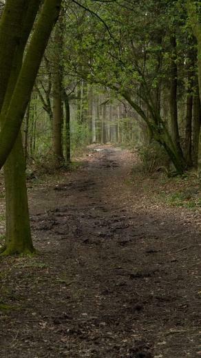 Forest Path Spooky iPhone Wallpaper HD And