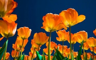 Beautiful Wallpaper For Desktop Tulip HD