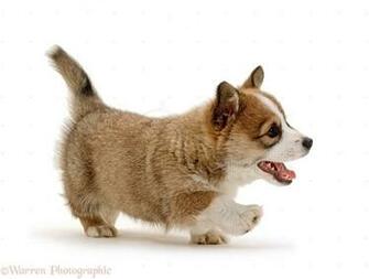 Corgi Puppies Dec Picture Gallery