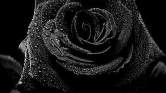 Black Rose Wallpaper High Definition Quality