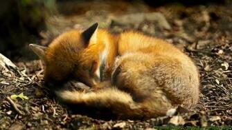 Cute Fox Desk Wallpaper