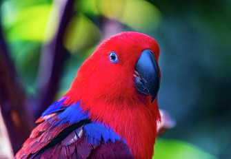 Red Blue Female Eclectus Parrot Photograph By William Perry Fine