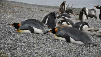South America Penguins HD Wallpaper Stream