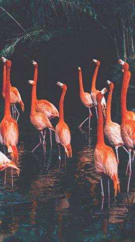 Fancy Flamingos iPhone Wallpaper Ideas Flamingo