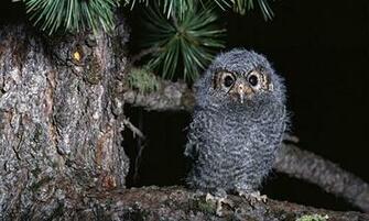 Lovable Collection Of Owl Wallpaper Naldz Graphics